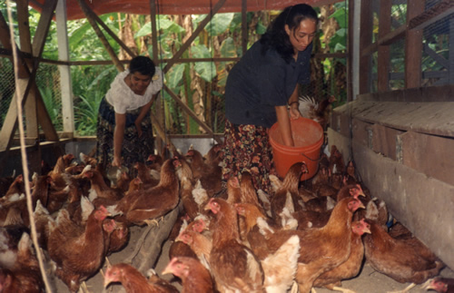 Poultry farm run by Commonwealth Youth Award Winners in Samoa. 